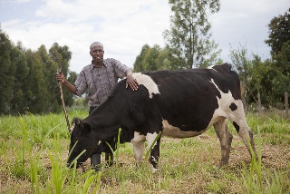 African Dairy Cow