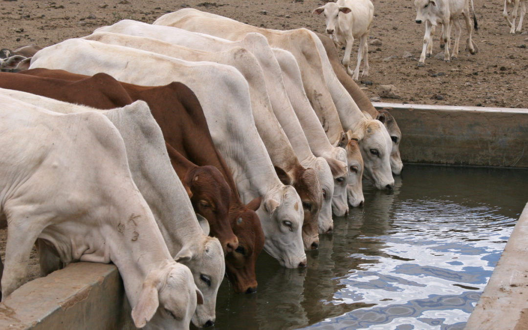 Cows at Trough