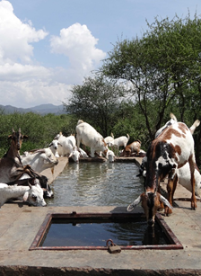 Goats at Trough